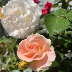 ロココ大苗、ピエールドロンサール 2-3m 大苗の画像