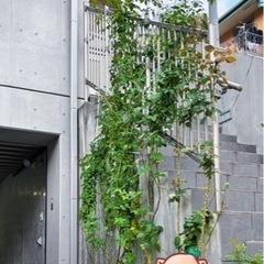 ロココ大苗、ピエールドロンサール 2-3m 大苗の画像