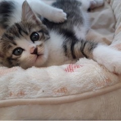 可愛い子猫ちゃん達の里親募集します。