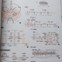 高校生の生物 10円の画像