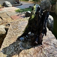 流木！最終値下げ！！の画像