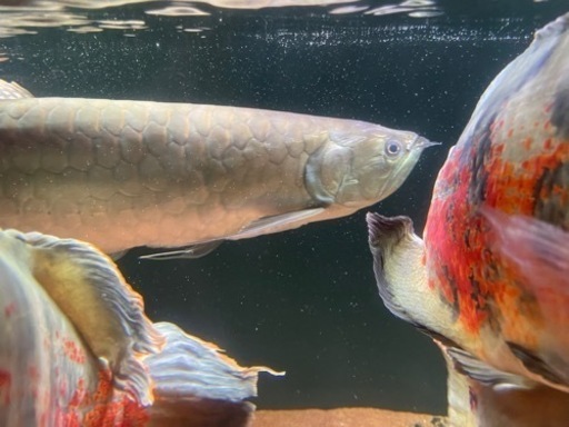 ブラックアロワナ　55センチ前後