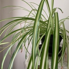 花が咲いているオリズルランの画像