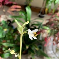 花が咲いているオリズルランの画像