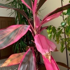 幸運を呼ぶ植物　コルジリネ・タミナリス