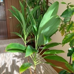 幸運を呼ぶ植物　コルジリネ・テルミナリス