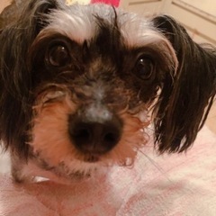 ミックス犬の女の子みーちゃんです。