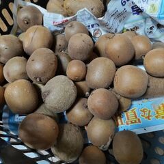 キウイフルーツ　