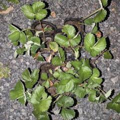 イチゴ苗🍓の画像