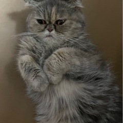 愛嬌たっぷりエキゾチック⭐︎おーるちゃん - 猫