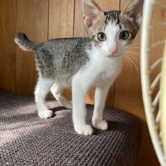 元気で健康な男の子！サンチビワン