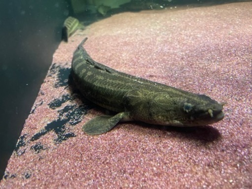 ポリプテルス　ナイジェリアsp