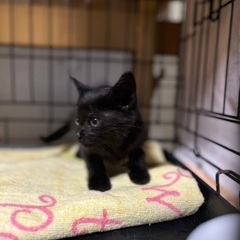 2ヶ月黒子猫♡女の子 − 熊本県