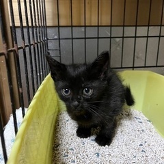 2ヶ月黒子猫♡女の子 - 玉名市
