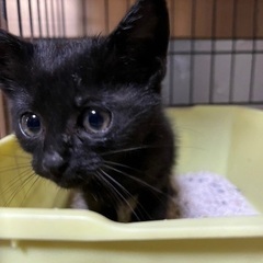 2ヶ月黒子猫♡女の子 - 猫