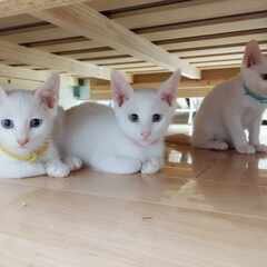 in瀬戸市☆全部で子猫が50匹～2会場で子猫の大祭！☆2023年...