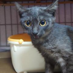 【ずっとのお家決定✨】グレーがとってもキレイな子猫ちゃん