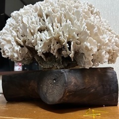 珊瑚と下の木の画像