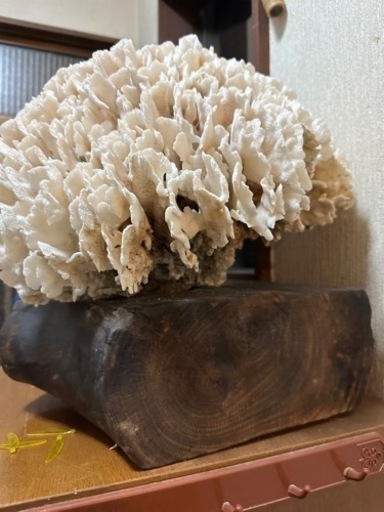 珊瑚と下の木