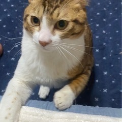 ネコの里親募集　バクシーくん