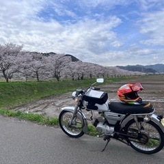 【2st MT 黄色登録&低走行】コレダ50スポーツ 11月中な...