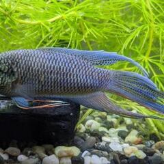 パラダイスフィッシュ　コバルトブルー　クラウンテール 稚魚の画像