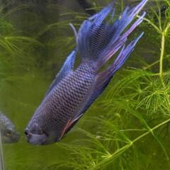 パラダイスフィッシュ　コバルトブルー　クラウンテール 稚魚の画像