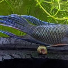 パラダイスフィッシュ　コバルトブルー　クラウンテール 稚魚の画像