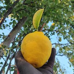 花梨（かりん）約2kg（9〜10個）