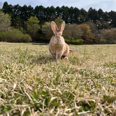 ネザーランド　ドワーフ