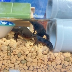 イモリ飼ってる人