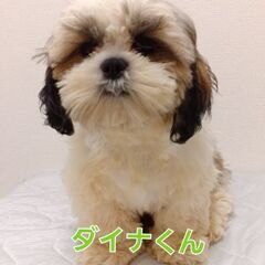 お値下げします‼️シーズー子犬販売中🎵5/29、6/5生まれ