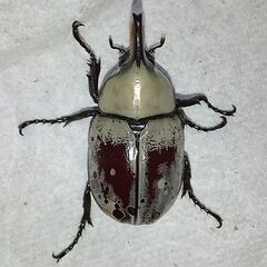 【即ブリ】【♂１頭】グラントシロカブト新成虫（１） 