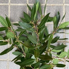 無農薬 月桂樹 フレッシュローリエの葉 50枚