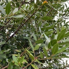 無農薬 月桂樹 フレッシュローリエの葉 50枚の画像