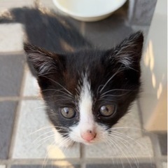 黒白ちゃん(女の子)家族探しています🐈♀