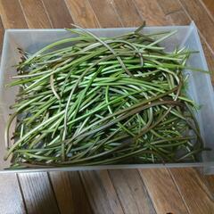 紅東【無料】さつまいも茎（栄養豊富で健康的な秋の味覚です）山菜炊...