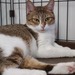 ねこけん千葉支部保護猫譲渡会開催します🔥 - 市原市