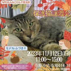 ねこけん千葉支部保護猫譲渡会開催します🔥