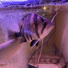 ダトニオプラスワン　バンド左右対称　サイズ35cmの画像