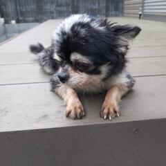 チワワ、🐕オス2歳半