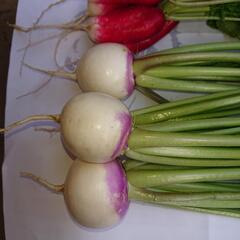 あやめかぶ カラフル❗の画像