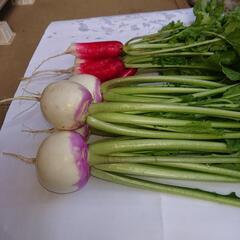 あやめかぶ カラフル❗の画像