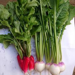 あやめかぶ カラフル❗