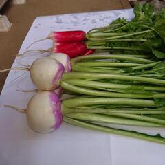 あやめかぶ カラフル❗の画像