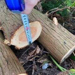 丸太あげます。薪にいかがですか？の画像