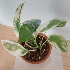観葉植物 小型 ポトス 