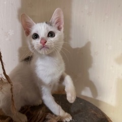 🐈キジ白こねこ　女の子　　えーちゃん　2ヶ月🐈