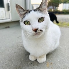 🌸里親さん決定🌸前髪風模様が可愛い女の子です【さくら猫】 - 里親募集
