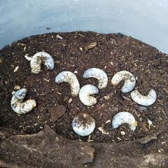 カブトムシ幼虫  1匹  50円